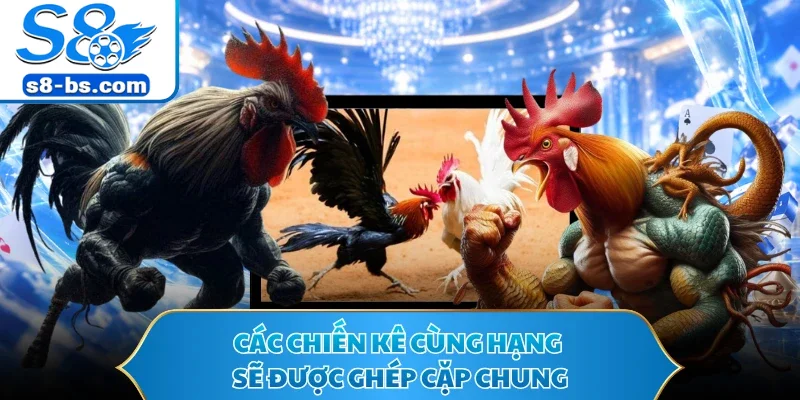 Đá Gà Cựa Dao - Nơi Hội Tụ Màn Đấu Kê Căng Thẳng S8 2 Các chiến kê cùng hạng sẽ được ghép cặp chung