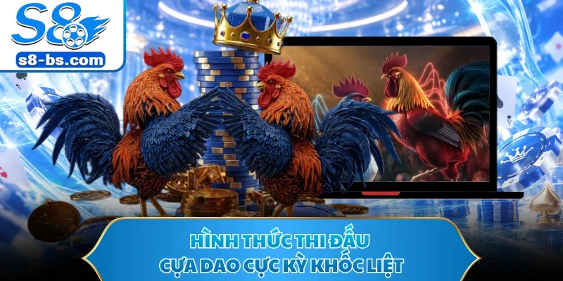 Hình thức thi đấu cựa dao cực kỳ khốc liệt